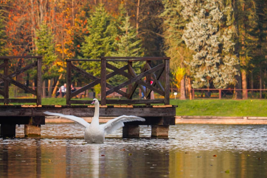 Центральный ботанический сад - парк в Минске